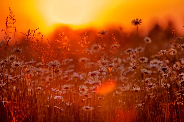 Gün batımında güneşe karşı bulanık papatya tarlası. kırsal 