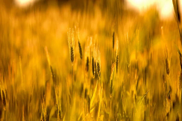 Абстрактный Фон Молодых Колосьев Пшеницы Размытом Полевом Фоне Мировой Кризис — стоковое фото