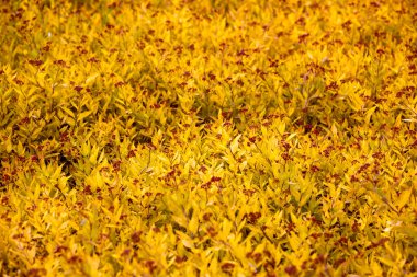 Yerleşim bölgeleri üst görüntüye yakın, Güneş 'e karşı soyut turuncu arkaplan