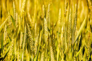 Tarladaki altın buğday ağacının yakın plan çekimlerinden, dünya tahıl krizinden. Çiftçiler.,