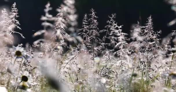 Embun Atas Rumput Tinggi Lapangan Awal Musim Panas Pagi Pedesaan — Stok Video