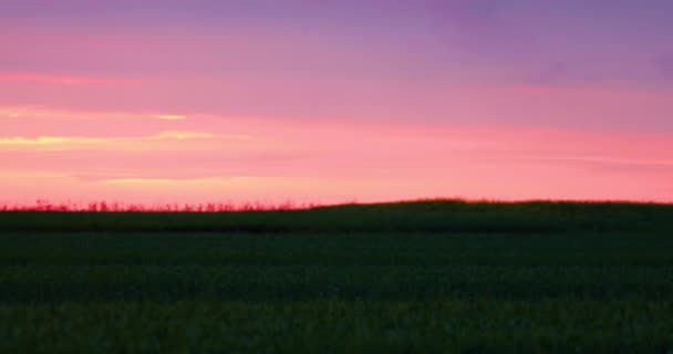 夏日的傍晚 乡间美丽的红天落日 田野里一片麦田 — 图库视频影像