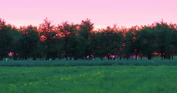 Puesta Sol Campo Con Campo Trigo Árboles Fondo Día Verano — Vídeos de Stock