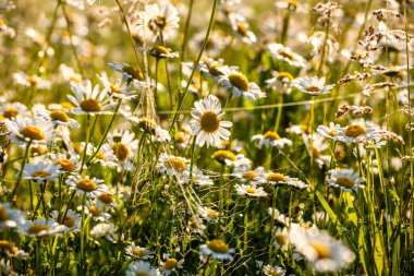Papatyalar ve çiy damlaları