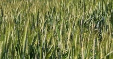 Rüzgarda savrulan buğday genç kulakları. Dünya krizi. Tarım