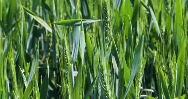 Крупним Планом Зелені Вуха Пшениці Пшеничному Полі Світова Криза Сільське — стокове відео