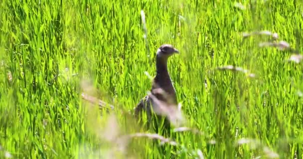 Female Pheasant Hides Tall Field Grass Sunny Day Countryside Wildlife — Stock Video