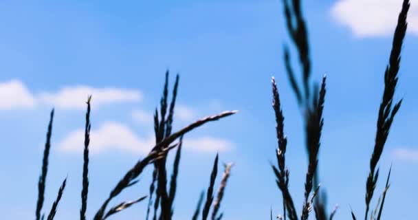Maviye Karşı Güneşe Karşı Çimen Kulakları Silueti Tarım — Stok video