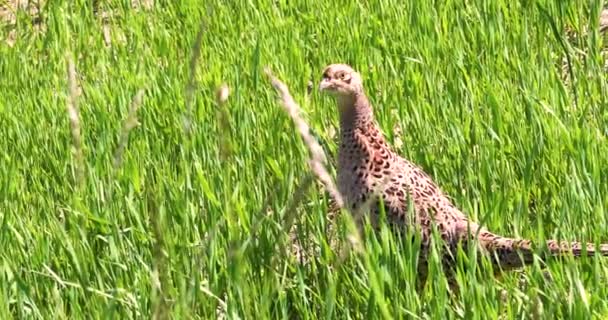 Фазанка Високій Польовій Траві Сонячний День Countryside Wildlife — стокове відео