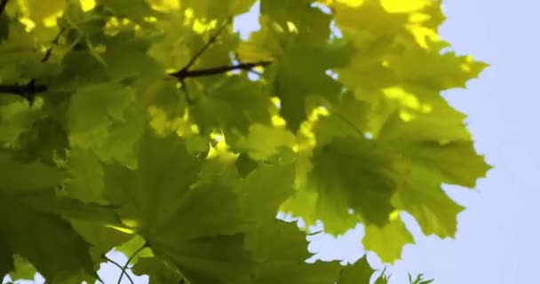 Κίτρινα Φύλλα Σφενδάμου Λικνίζονται Στον Άνεμο Πίσω Στο Σχολείο — Αρχείο Βίντεο