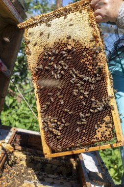 Arı yetiştiricisi elinde bal ve arılarla bal taşıyor, Apioterapi.