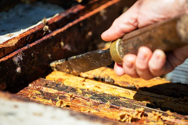 beekeeper takes the honeycomb with bees and honey from the hive with a tool, Apitherapy
