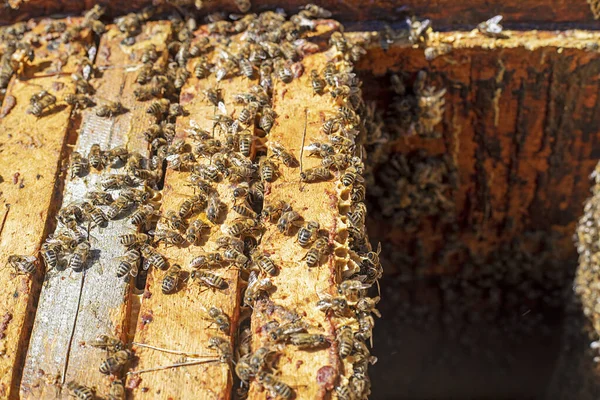 Arı ailesi ahşap bal peteği kovanının üst görüntüsünde.