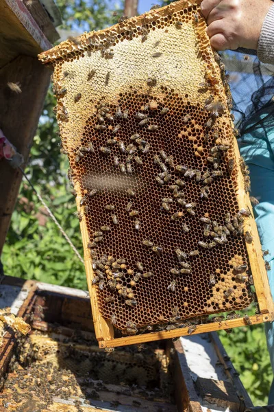 Arı yetiştiricisi elinde bal ve arılarla bal taşıyor, Apioterapi.