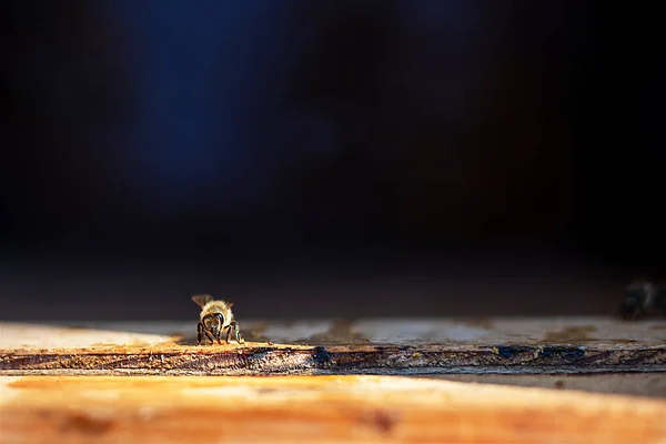Jedna Včela Sbírá Kapku Medu Včely Rozmazaném Pozadí Apitherapy — Stock fotografie