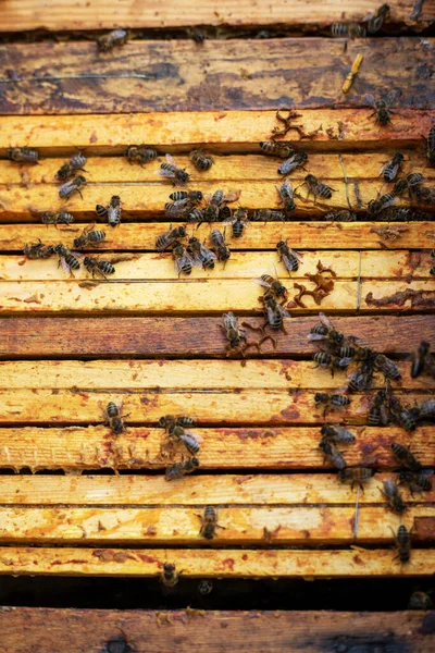 蜂科在木制蜂窝顶部视图 苹果疗法 — 图库照片