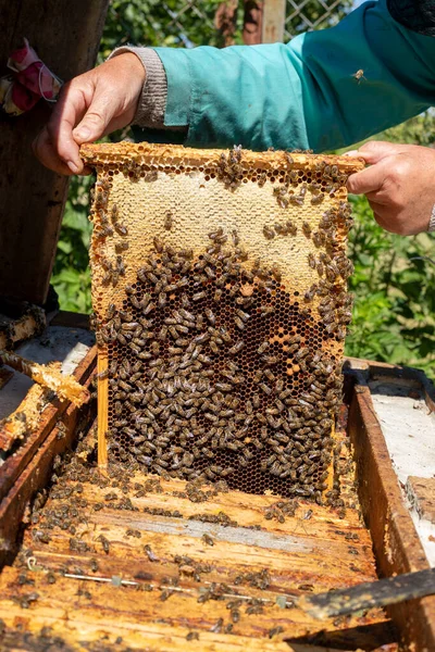 beekeeper takes honeycombs to pump honey from the hive, Apitherap