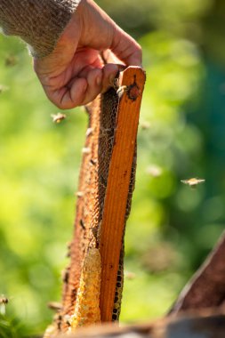 Arı yetiştiricisi elinde bal ve arılarla dolu bir bal peteği tutuyor. Elleriyle ve bulanık yeşil bir arka planda. Apioterapi