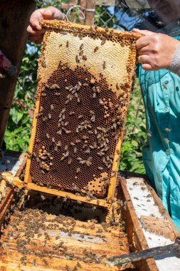 Arı yetiştiricisi elinde bal ve arılarla bal taşıyor, Apioterapi.