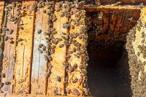 Arılar ahşap bal peteklerinde kovan üst görüşünde.