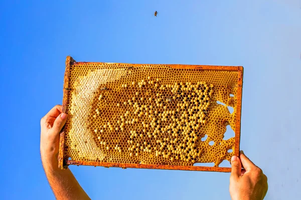 Houden Met Handen Honingraten Met Bijenlarven Met Honing Siroop Achtergrond — Stockfoto