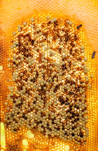 Van Dichtbij Onbebroede Bijenlarven Met Honing Honingraten Tegen Zon Apitherapie — Stockfoto