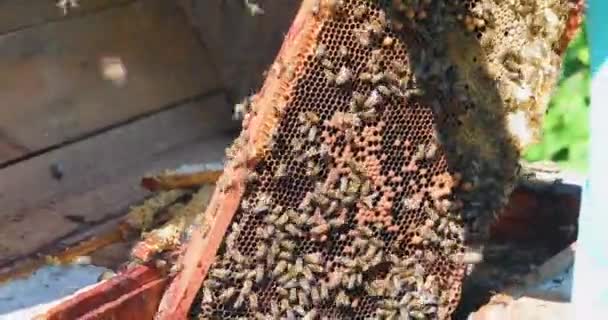 Biodlaren Tar Fram Honungskakor Med Svärm Bin Med Händerna Krossar — Stockvideo