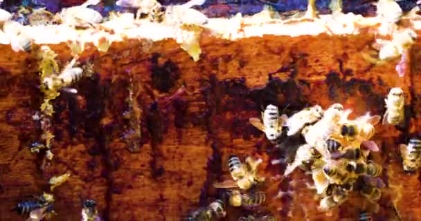 Die Biene Baut Einem Sonnigen Tag Einem Offenen Bienenstock Rand — Stockvideo