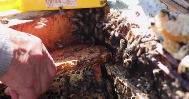 Пчеловод Двигает Рамы Сотами Пчелами Медом Руками Апитерапия — стоковое видео