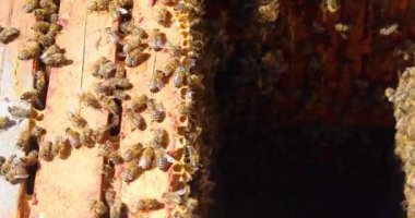 Güneşli bir günde, açık bir kovanda, ahşap bir bal peteğinde bir arı ailesinin yakın çekimi. Apioterapi