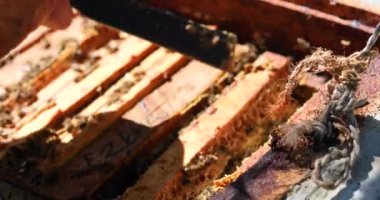 Arı yetiştiricisi bal pompalamak için kovandaki bal ve arıları temizler.
