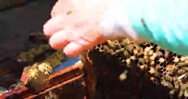 養蜂家は蜂とミツバチと蜂蜜を巣から道具で運び — ストック動画