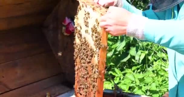 養蜂家は蜂の巣からハニカムを取り出しミツバチの家族を押しつぶして蜂蜜を汲み上げます 治療について — ストック動画