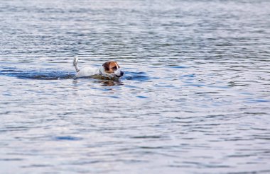 Mutlu Islak Jack Russell güneşli bir günde suda yüzer. yatay