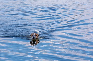 Komik Jack Russell güneşli bir günde suda yüzer. yatay