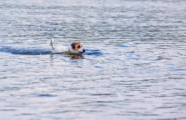 Glücklicher Nasser Jack Russell Schwimmt Einem Sonnigen Tag Wasser Horizontal — Stockfoto