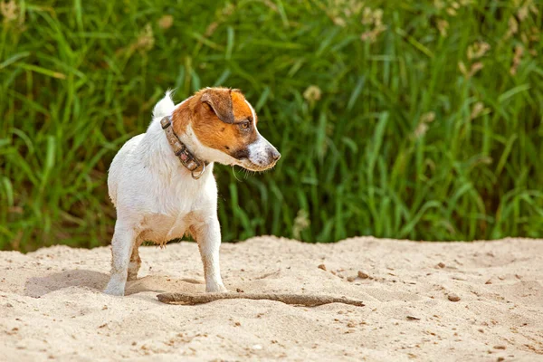 jack russell terrier stands on the sand on a sunny day at the beach. horizontal