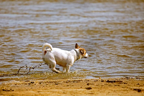 Divertido Gato Mojado Russell Terrier Corre Largo Del Agua Playa — Foto de Stock