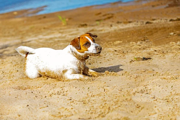 Niedlicher Jack Russell Terrier Liegt Strand Sonnigen Sand — Stockfoto