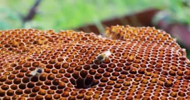 Sağlıklı sıvı bal akışı bal çıkarıcıdan elek yoluyla akar. Pompala tatlım. Yukarıdan bak. Apioterapi.