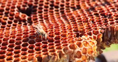 İşçi arıyı bal tarağıyla taradığında Hobok ve patilerini temizler. Apioterapi