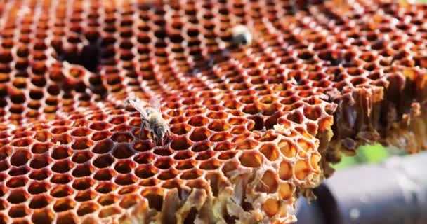 Die Nahaufnahme Einer Arbeitsbiene Auf Einer Wabe Mit Honig Reinigt — Stockvideo