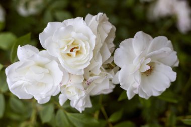Sembolik tomurcuklanan yabani beyaz bir gülün yaz günü,