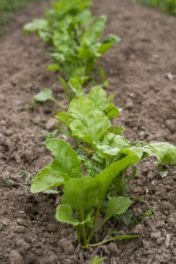Genç şeker pancarı çiftlikleri. dünya krizi