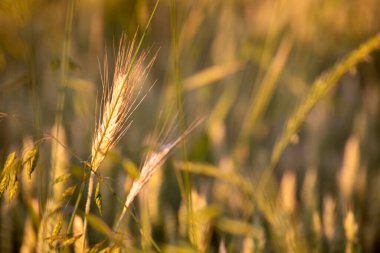 Yakın plan altın olgunlaşmış buğday kulağı. Dünya açlığı. Tarım Kültü