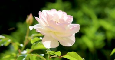 Güzel çiçek açan krema bir yaz sabahı gülünde,