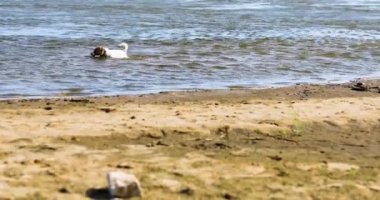 Mutlu genç Jack Russell Terrier, sıcak bir günde, güneşe karşı kıyıda su üzerinde yürüyor.