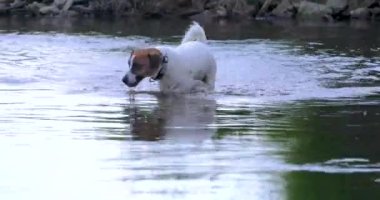 Mutlu genç Jack Russell Terrier, sıcak bir günde, güneşe karşı kıyıda su üzerinde yürüyor.