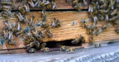 Arı kovanında bal arısının hayatı, Apioterapi