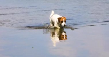 Genç Jack Russell Terrier sıcak bir günde, açık havada yüzdükten sonra sudan çıkar.